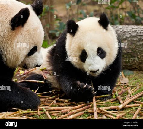 Giant Pandas Ailuropoda Melanoleuca Panda Breeding And Research Centre