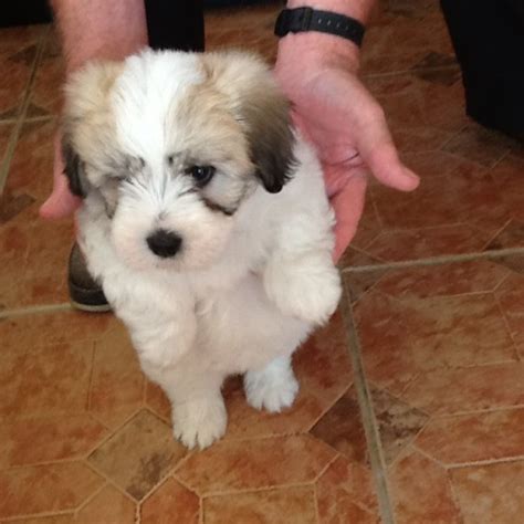 How much does a coton de tulear normally cost? Coton de Tulear puppies for sale | Chester, Cheshire | Pets4Homes
