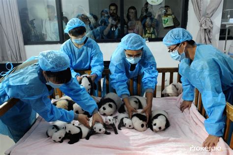 China Sichuan Chengdu Panda Cubs