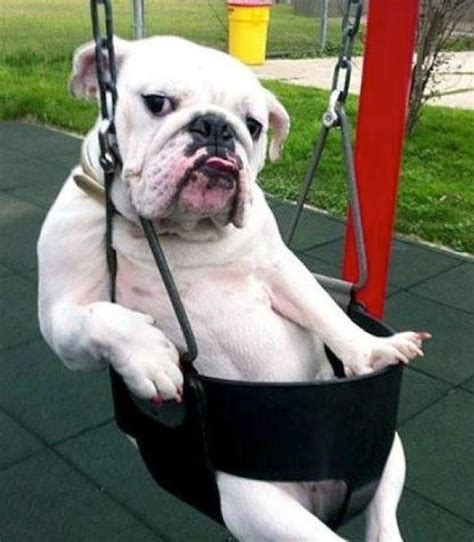 15 Photos That Prove That Bulldogs Are The Worst Dogs On Earth