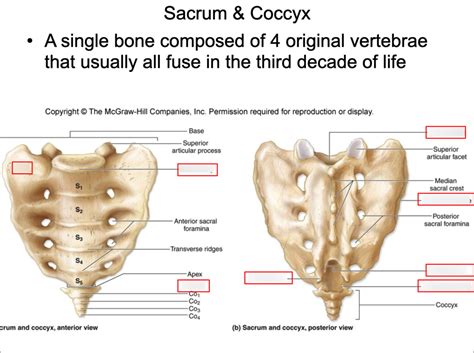 Sacrum And Coccyx Diagram Quizlet