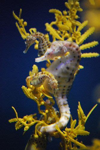 Two Seahorses Are Standing On The Yellow Flowers