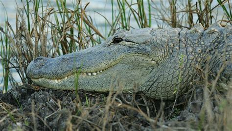 Alligators Found Eating Human Body