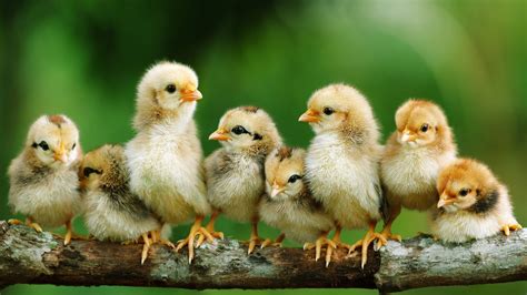 Baby Chicks Wallpaper Images