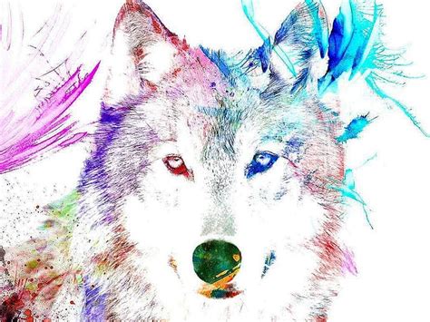 Cool Rainbow Wolf Rainbow Wolves Hd Wallpaper Pxfuel