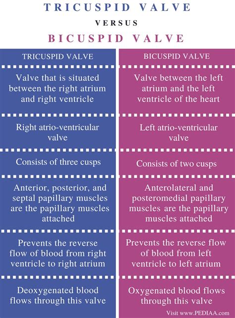 Difference Between Tricuspid And Bicuspid Valve Pediaacom