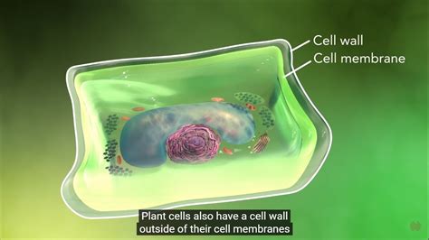 Why Is The Cell Called Structural And Functional Unit Of Life Youtube