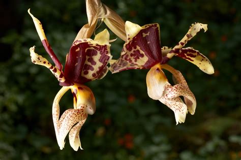 And complicating matters, different types of orchids (and there are 3,000. How to Take Care of Orchids After Flowering? Read This to ...