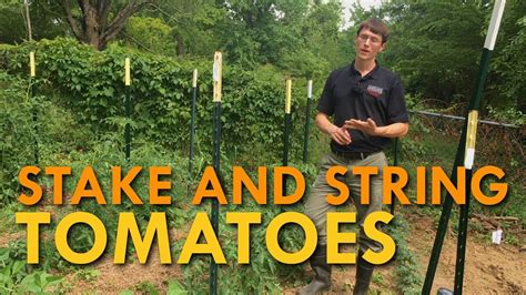 How To Stake And String Tomatoes In The Home Garden Youtube