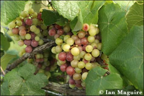 We used to have an older southern baptist deacon and neighbor who would slip us both, with a wink and an implied promise not to tell the preacher about the wine. Muscadine Grapes - Gardening Solutions - University of ...