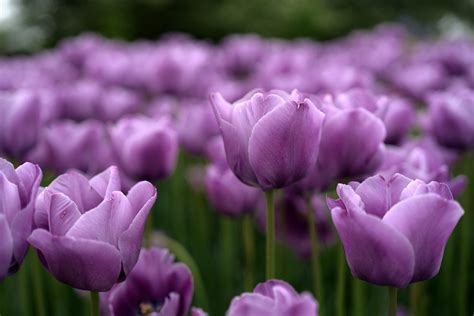Download Flower Purple Flower Nature Tulip Hd Wallpaper