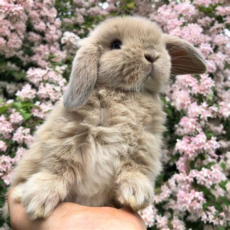 Follow Me On Pinterest And Instagram Acozyblanket Pet Bunny Bunny