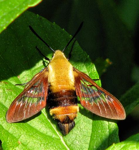 Hummingbird Moth Taking A Rest Last Night In Marias Garde Flickr