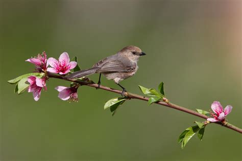 Nice Bird On A Flowering Tree Branch Wallpaper Check More At