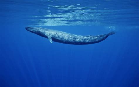 Blue Whales Sri Lanka And Aerials From California Danny Kessler