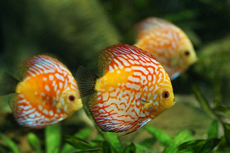 Discus Fish Care Care Guide For The King Of The Aquariums