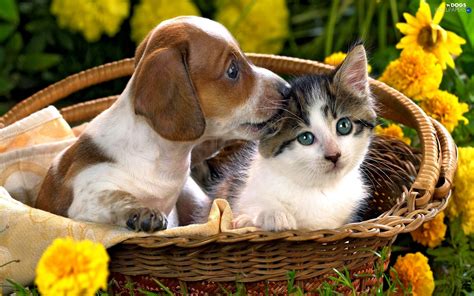 Cats And Dogs Wallpaper ·① Wallpapertag