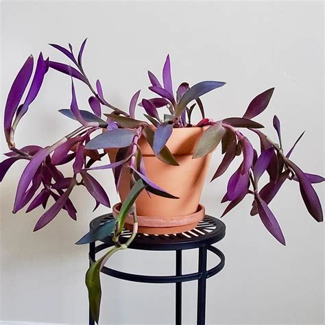 Tradescantia Pallida How To Care For Purple Heart Plant In 2020