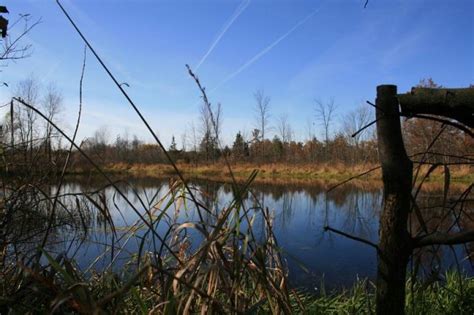 This includes determining the size and shape of the pond. My Duck hunting pond