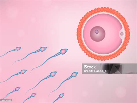 Vetores De Espermatozoide E Óvulo E Mais Imagens De Esperma Esperma