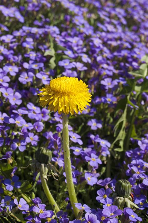 Free Images Nature Blossom Field Dandelion Prairie Bloom Spring