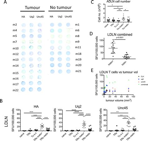 Monitoring Neo Antigen Specific T Cells At The Lung Metastatic Site
