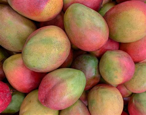 U.S. continues Latin American mango supplies