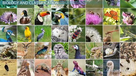 What Is A Species Definition And Explanation Video And Lesson
