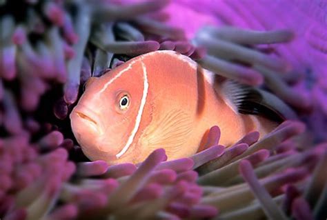 Pink Skunk Clownfish Amphiprion Perideraion Saltwater Fish For Sale