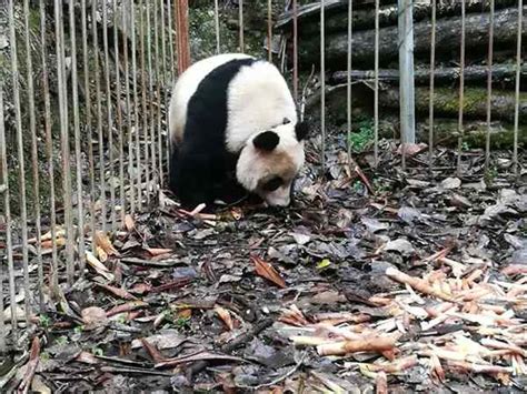 Captive Bred Panda Pair To Be Released Into Wild After ‘survival