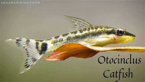 Otocinclus Catfish Care Guide Appearance Lifespan Food And Diet