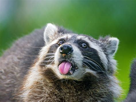Funny Raccoon Wallpaper Funny Png