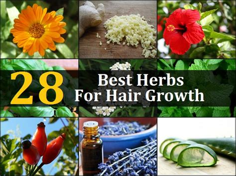 28 Best Herbs For Hair Growth