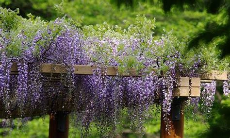 Pianta sempreverde conosciuta con il nome di scovolino per la forma bizzarra dei suoi fiori rossi prodotti da infiorescenze a spiga, appartiene alla famiglia delle myrtacee ed è originaria dell'australia. Pianta Sempreverde Con Fiori Lilla - Piante Vivaio Garlisi ...