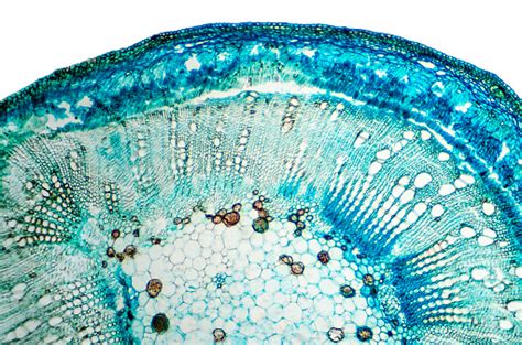 Stem Of Cotton Cross Section Under Microscope Stock Photo Download
