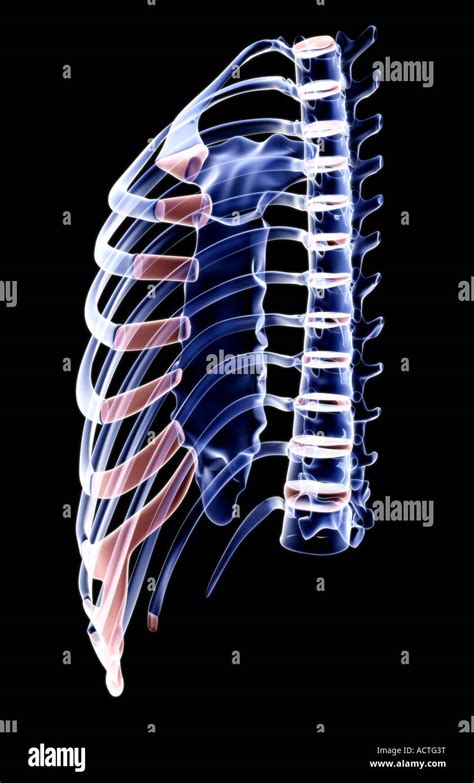 Sternum High Resolution Stock Photography And Images Alamy