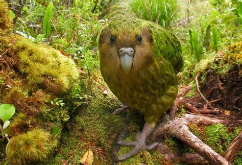 The Creature Feature 10 Fun Facts About The Kakapo Wired