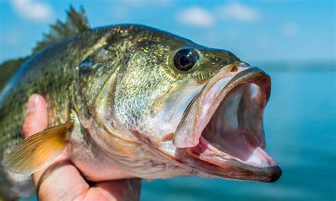 The plans (and a few posts cabinet back with damping attached. A Quick Guide to Bass Fishing Gear - AquaViews - Leisure Pro