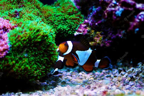 Premium Photo Amphiprion Ocellaris Clownfish The Most Popular