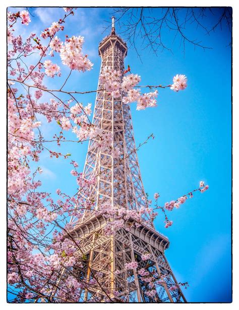 Eiffel Tower Art Print Cherry Blossom Photo Art Paris Etsy