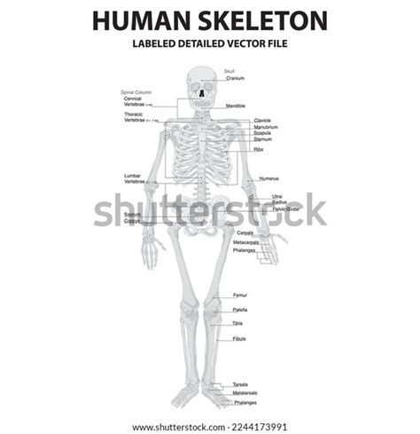 Human Skeleton Labeled Detailed Science Stock Vector Royalty Free