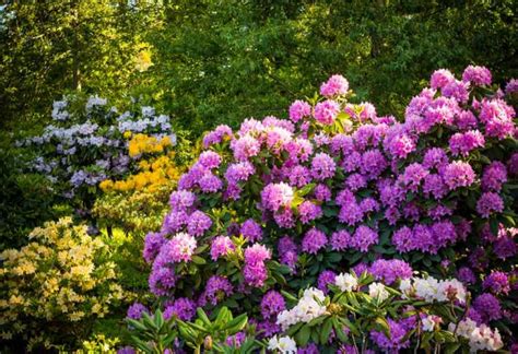 Flowering Shrubs Are The Easiest Way To Pump Up Your Garden To Assure