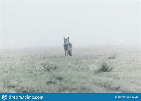 Grey Wolf Misty Autumn Morning Stock Photo Image Of Forest Path