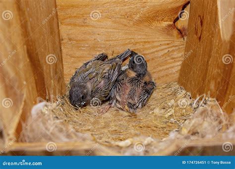 Baby Finches In A Nest Box Stock Image Image Of Nesting 174726451