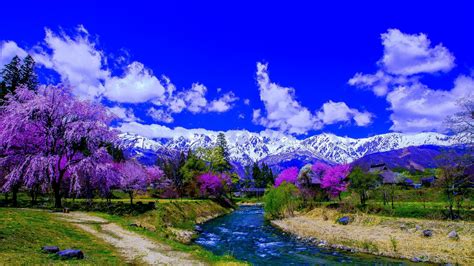 Purple Trees Alone The River And Snow Covered Mountain Hd Wallpaper