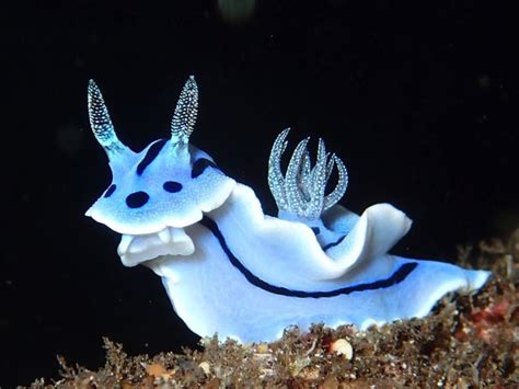 The Shape And Color Of This Sea Slug Rdamnthatsinteresting