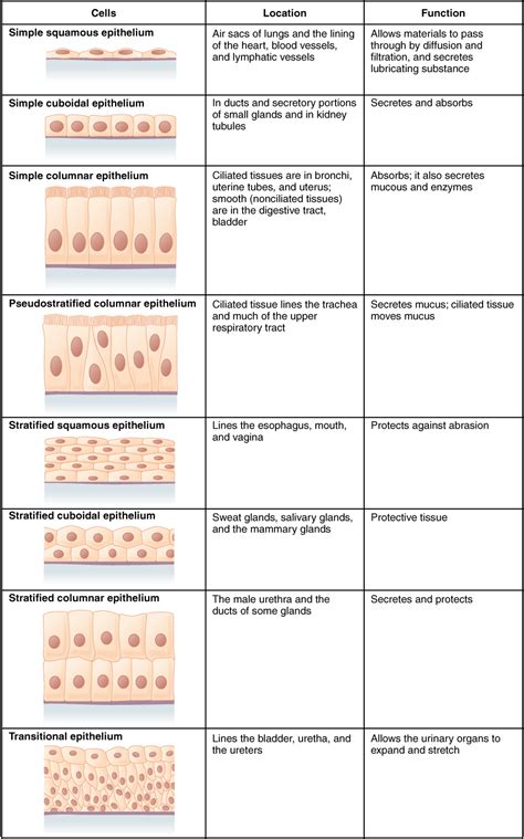 Simple Columnar Epithelium Introduction Types Functions