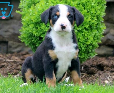 Greater Swiss Mountain Dog Puppies For Sale Puppy