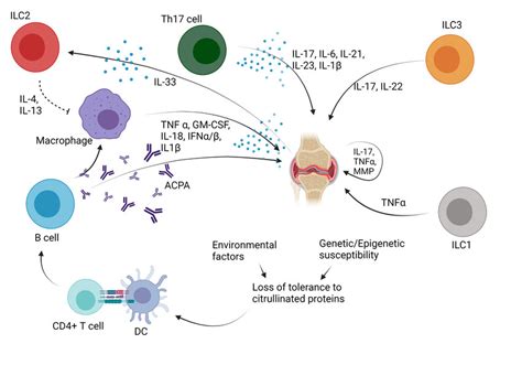 Role Of Ilc In Anti Neutrophil Cytoplasm Antibodies Anca Associated