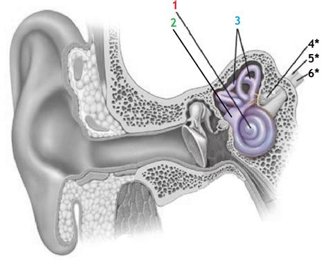 Anatomía Oído Oído Interno Audiología Didáctica Para Estudiantes